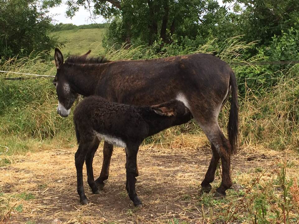 La ferme et ses animaux